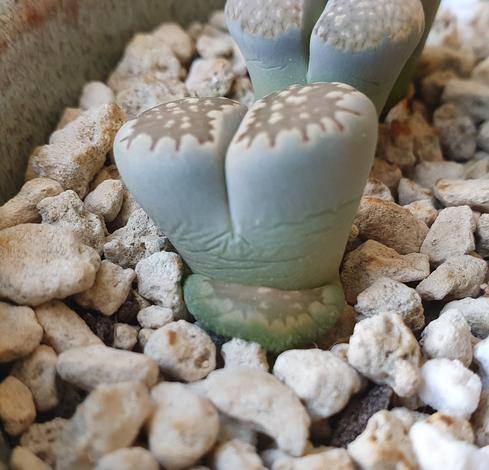 Gros plan sur un lithops gris-vert à dessus brun tacheté. Le côté montre des rides profondes.