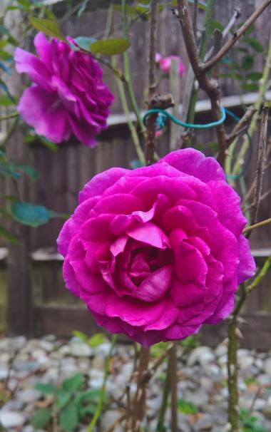 #Roses...!