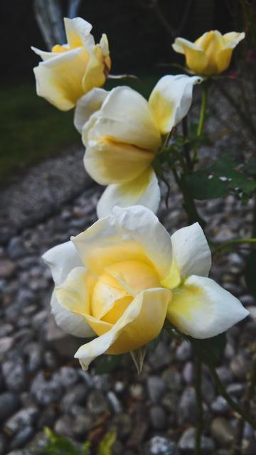 Roses...!
