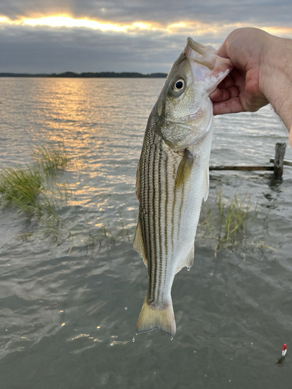 Just caught rockfish