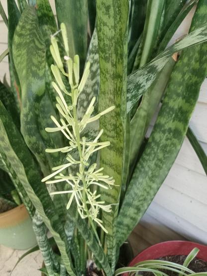color photo Dracaena plant white blooms