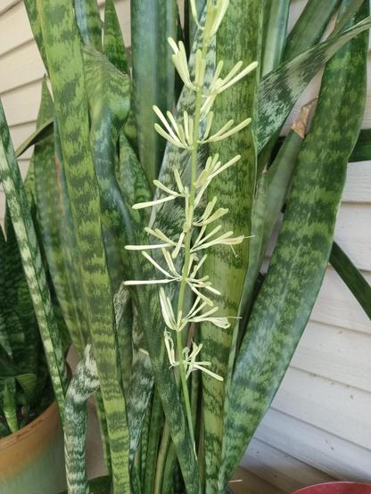 color photo Dracaena, snake plant, white blooms