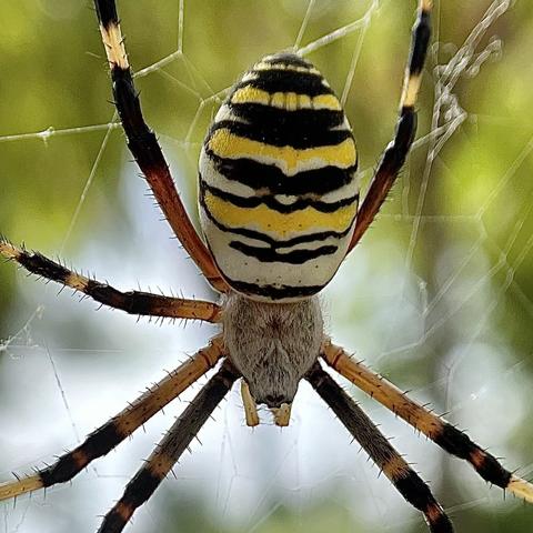 An Argiope bruennichi spider in its web