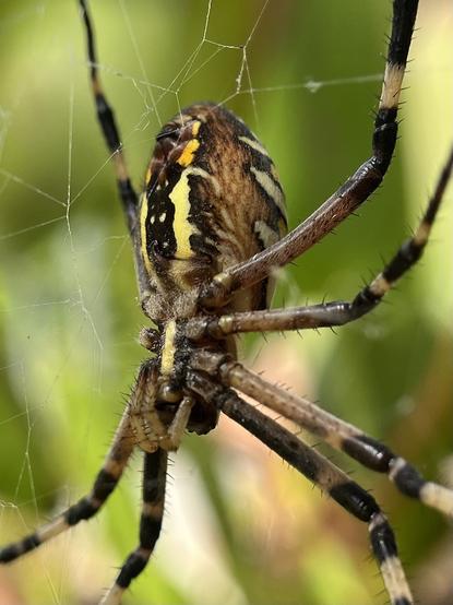 An Argiope bruennichi spider in its web