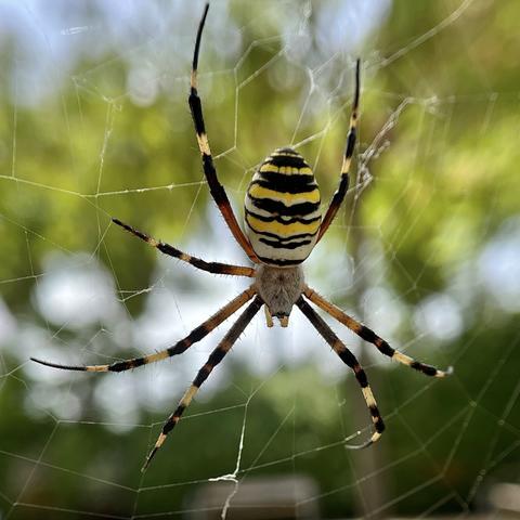 An Argiope bruennichi spider in its web