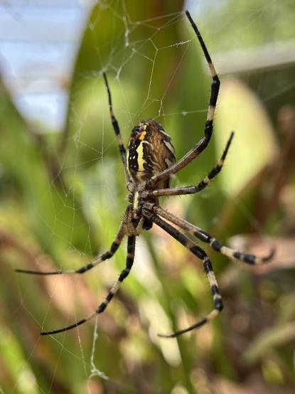 An Argiope bruennichi spider in its web