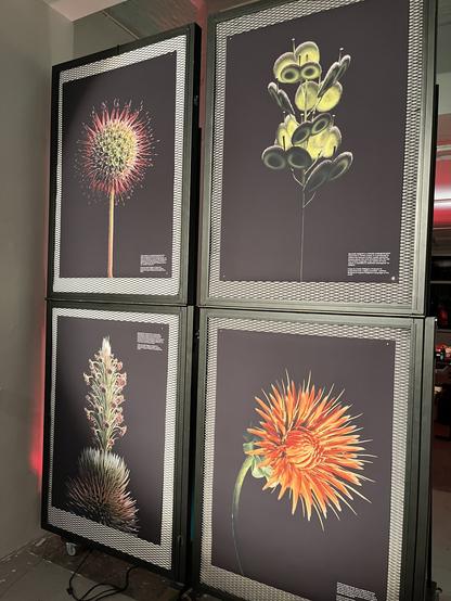 Wall of artificial flowers for the typeface specimen of Zed
