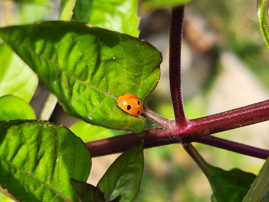 ladybug on a basil leaf.