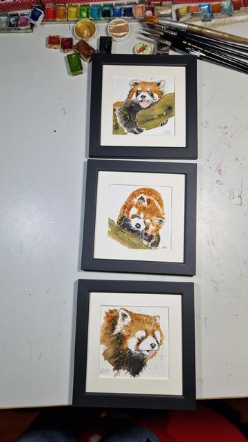 drei gerahmte Illustrationen Motiv Roter Panda auf dem Arbeitstisch