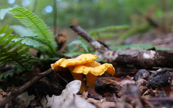 Chanterelle (Cantharellus) mushrooms