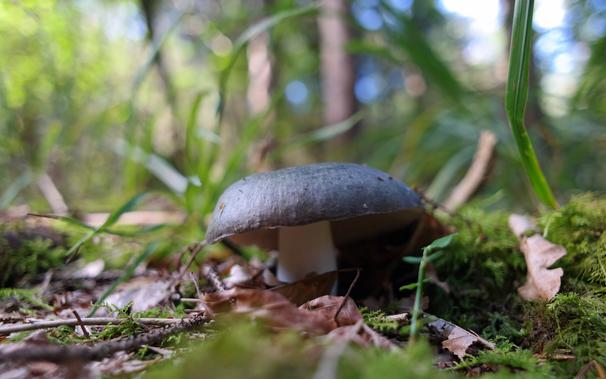 Charcoal burner (Russula cyanoxantha) mushroom