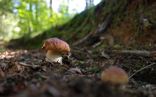 Penny bun aka porcini (Boletus edulis) mushrooms