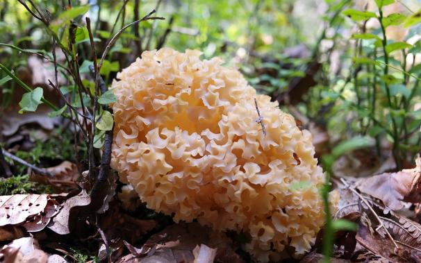 Cauliflower mushroom (Sparassis crispa)