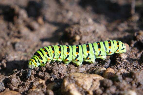 Photo shows a closeup of an Old World Swallowtail caterpillar on a wet soil on a sunny day. Caterpillar is roughly 7cm in length and 1cm in diameter, having 13 sections, 11 of those have a pair of conical legs on each side at the bottom with the remaining two sections being its head and the tail. Caterpillar has smooth skin that is bright and vivid, almost fluorescent lime-green with thin black rings between each section and thicker black half-rings tapering towards its underside with equidistant and longitudinally symmetrical intense orange dots over them, 6 dots per section. Very strong contrasts and vivid complementary colors of its color scheme make it appear out of place on the loose, subdued color garden soil.