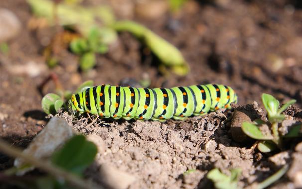 Photo shows a closeup of an Old World Swallowtail caterpillar on a wet soil on a sunny day. Caterpillar is roughly 7cm in length and 1cm in diameter, having 13 sections, 11 of those have a pair of conical legs on each side at the bottom with the remaining two sections being its head and the tail. Caterpillar has smooth skin that is bright and vivid, almost fluorescent lime-green with thin black rings between each section and thicker black half-rings tapering towards its underside with equidistant and longitudinally symmetrical intense orange dots over them, 6 dots per section. Very strong contrasts and vivid complementary colors of its color scheme make it appear out of place on the loose, subdued color garden soil.