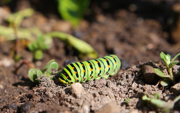 Photo shows a closeup of an Old World Swallowtail caterpillar on a wet soil on a sunny day. Caterpillar is roughly 7cm in length and 1cm in diameter, having 13 sections, 11 of those have a pair of conical legs on each side at the bottom with the remaining two sections being its head and the tail. Caterpillar has smooth skin that is bright and vivid, almost fluorescent lime-green with thin black rings between each section and thicker black half-rings tapering towards its underside with equidistant and longitudinally symmetrical intense orange dots over them, 6 dots per section. Very strong contrasts and vivid complementary colors of its color scheme make it appear out of place on the loose, subdued color garden soil.