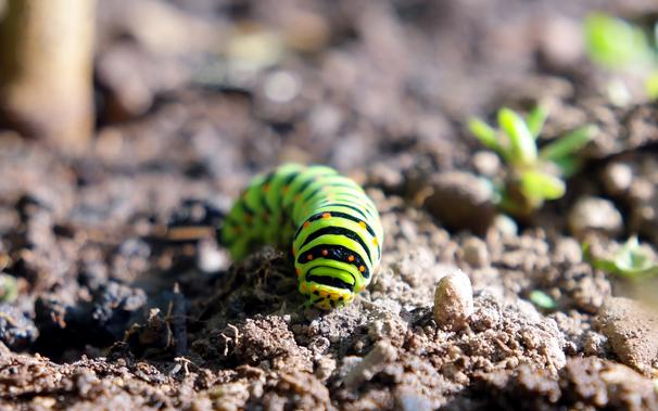 Photo shows a closeup of an Old World Swallowtail caterpillar on a wet soil on a sunny day. Caterpillar is roughly 7cm in length and 1cm in diameter, having 13 sections, 11 of those have a pair of conical legs on each side at the bottom with the remaining two sections being its head and the tail. Caterpillar has smooth skin that is bright and vivid, almost fluorescent lime-green with thin black rings between each section and thicker black half-rings tapering towards its underside with equidistant and longitudinally symmetrical intense orange dots over them, 6 dots per section. Very strong contrasts and vivid complementary colors of its color scheme make it appear out of place on the loose, subdued color garden soil.