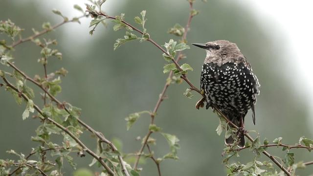 A juvenile starling perched on a thin green leafy branch. It is facing left with its body pointing towards us. It has a black/speckled white body, a fluffy brown head, and a very pointed beak.