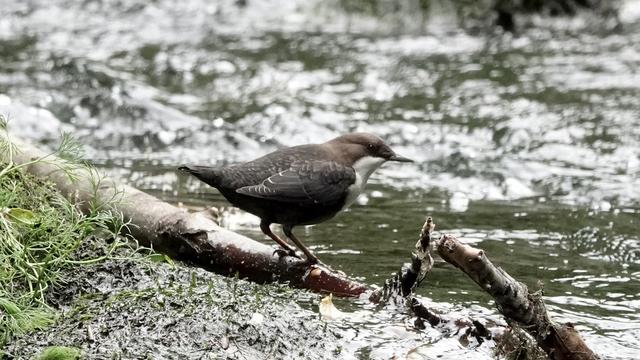 A dipper bird perched on a small branch with river behind it. At the bottom left is a small grassy/mud area of land. The bird is facing right, brown coloured, with swirling wing feathers. Its neck and tummy are white.