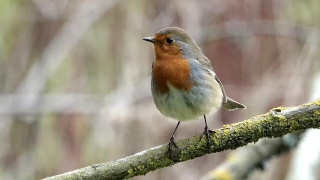 A brightly coloured robin, perched, body towards us and head turned to the left. It stands on a slim branch. A bright orange tummy, neck and face, and a grey/white/almost yellow tummy and under area.