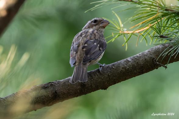 Rose-breasted Grosbeak perched on an evergreen branch