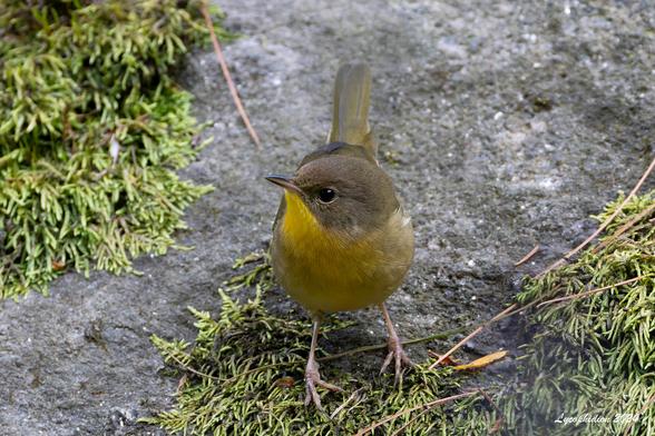 Common Yellowthroat warbler foraging on a boulder