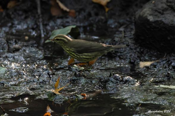 Northern Waterthrush (warbler) foraging on the muddy bank of a creek