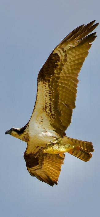 A gorgeous brown and white raptor carries a freshly-caught carp in its talons.