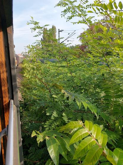 Foto aus dem Fenster eines historischen Zugs, Südkopf Bahnhof Rastatt, Blick Richtung Norden. Im Vordergrund Ruderalvegetation in Profilnähe.