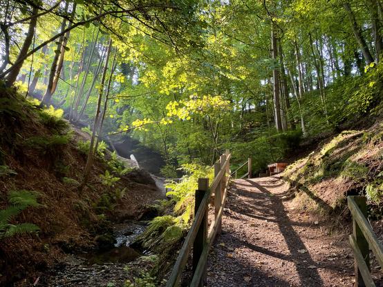 Sun through woodland in autumn