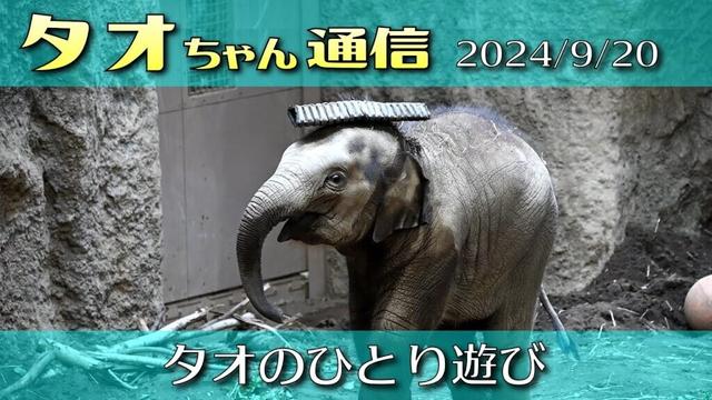 タオちゃん通信 2024/9/20 タオのひとり遊び 上手にできるもん #円山動物園 #アジアゾウ