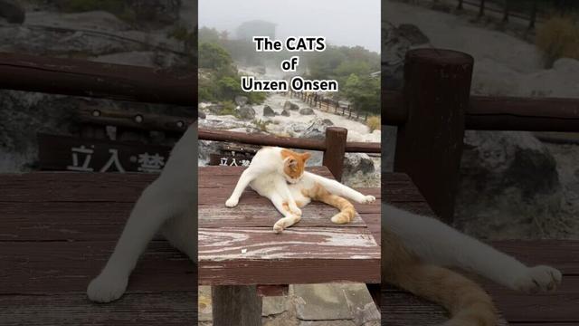 Japan - Die Katzen von Unzen Onsen | #japan #nagasaki #travel #cats #shorts #cutecat #unzen #onsen