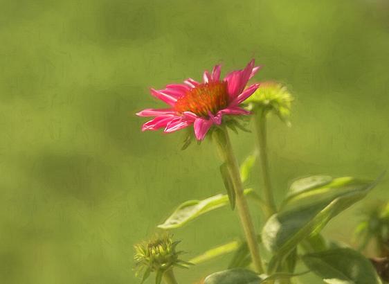 A vibrant pink coneflower blooms against a subdued green background, creating a gentle contrast between the colorful petals and the muted backdrop. The surrounding leaves and flower buds add depth to the composition. Photo Art by Debra Martz