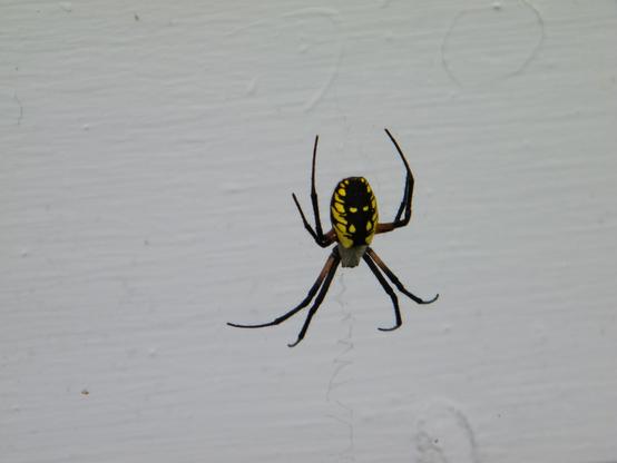 A mostly black spider with yellow spots, against a white background.