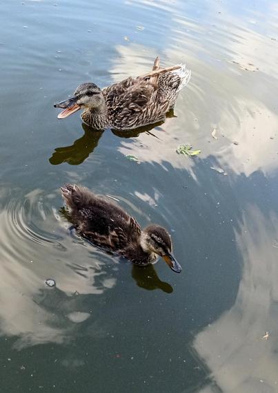Two ducks, a mother and a juvenile circle in still water. Clouds and blue sky are reflected and so they look as if they are swimming through clouds.