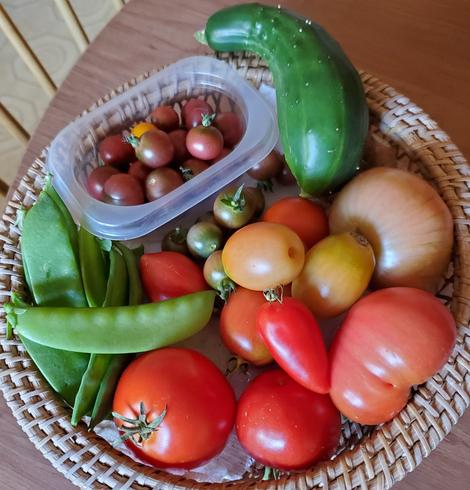 A basket with freshly harvested snow peas, assorted tomatoes, cucumber & container with cherry tomatoes.