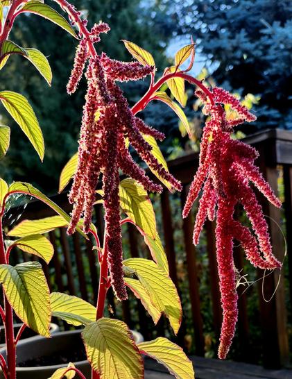 Two stems of a potted Amaranth plant bear chartreuse colored leaves gleaming in the morning sunlight, while the delicate burgandy seed heads arch gracefully downward.