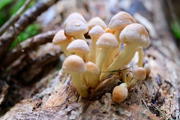 A serene close-up photograph of a group of small, light-brown mushrooms growing together on a decaying log in the forest. The mushrooms have smooth, rounded caps and thin, pale stems, forming a tightly clustered group. The log they're growing on appears to be soft and breaking down, suggesting they are feeding on the decomposing wood. The background is softly blurred, with hints of green moss and branches, creating a calm and quiet atmosphere, perfect for a reflective Silent Sunday moment.