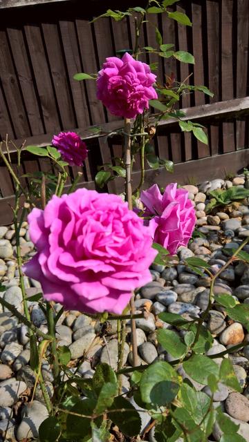 #MoreRoses...!