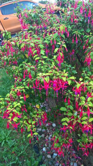 And, #BackToTheFuchsia