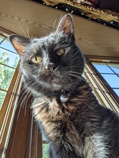 Photo of a small back cat taken in selfie mode of her little face looking down at the camera.