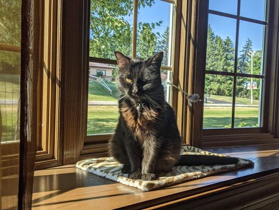 Photo of the same small back cat sitting in the window with the sunlight on her eyes making her look a little angry but she's not, she's just enjoying the sunshine.