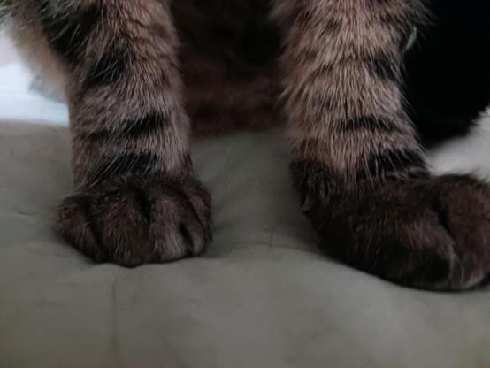 color photo, tabby Wilma, her fluffy front paws