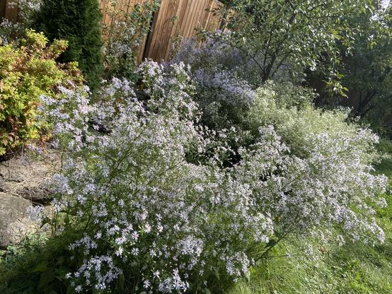 Big clusters of aster plants, all in bloom and covered with tons of flowers. Some white ones are closest to us, with some blue ones further away in the shade. There are some other trees and bushes, too, but the asters dominate.