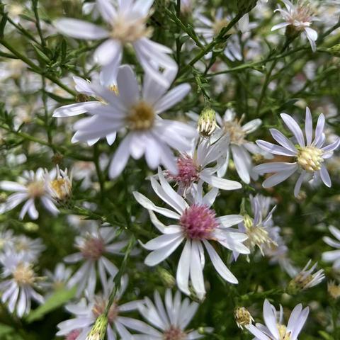 Closeup of some white asters. They have long thin white petals, and some of them have pink centers and some have yellow centers.