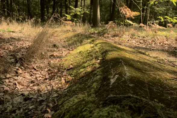 The model of the planned AVUS south curve: just a bit of concrete peeking from underneath moss and leaves. Forest all around. The banking is around 45 degrees.