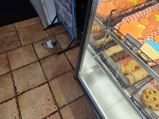Pigeon in a coffee shop.