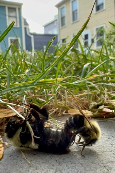 On one of the step tiles by the lawn, two bumblebees are mating. The new queen is on her back, clutching a strand of grass with the first sets of legs, on the left. The smaller drone on the right is right side up. Their bottoms connected, he’s gently rocking.
The closeup is taken from the side, close to the ground, with the mowed grass next to them. And beyond, there are houses in a distance. A little cloudy sky peeks between the houses.