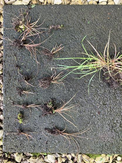 15 clumps and sprigs of a bronze or dark green plant