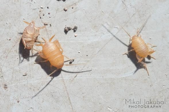 Three tiny light orange insects that look more like mites than typical crickets. Imagine a tiny oval bean with antennae and six legs. Their back two legs are bulbous and muscular compared to the front two sets. The picture has no scale, but these are smaller than a small grain of rice.